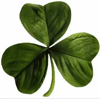 Irish Clover (Shamrock). https://en.wikipedia.org/wiki/File:Irish_clover.svg