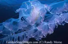 jellyfish tentaces (from goldenstateimages.com)