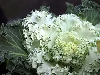 Brassica oleracea by jam343 on Flickr, via Wikimedia Commons, released under the Creative Commons Attribution 2.0 license.