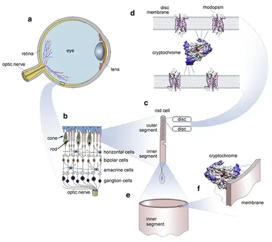 Retina Components