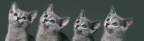 Kitten will eventually conquer the InterWebz