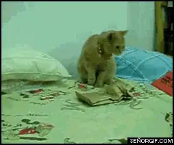 Drag the TextMeshPro (Text) in this slot