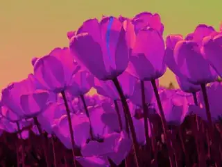 The way I want it to look, and the way it looks in VS.